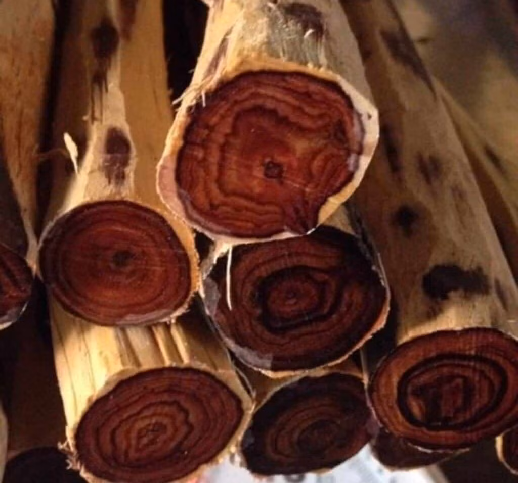 Thớ gỗ trắc đỏ rắn chắc, nặng không bị mối mọt, cong vênh, và độ bền cao. Ảnh: Internet