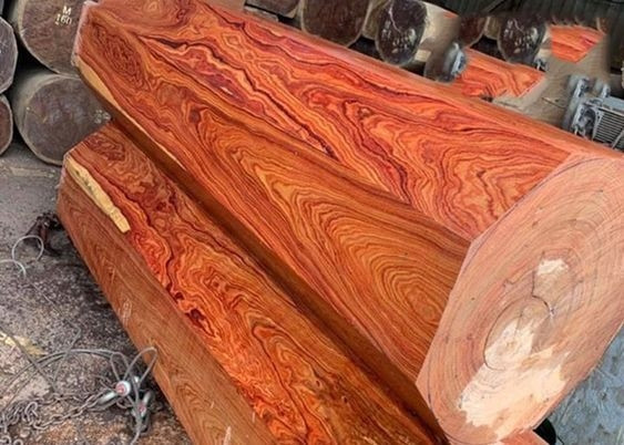 Tại Việt Nam, gỗ trắc đỏ phân bố chủ yếu ở các tỉnh miền Trung như Quảng Nam, Quảng Trị, và rải rác khu vực Nam Bộ. Ảnh: Nhựa GP