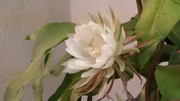 Hoa Kadupul chỉ nở vào ban đêm và tàn lụi trước khi bình minh lên, mang đến vẻ đẹp mong manh và đầy bí ẩn. Ảnh: Serenata Flowers