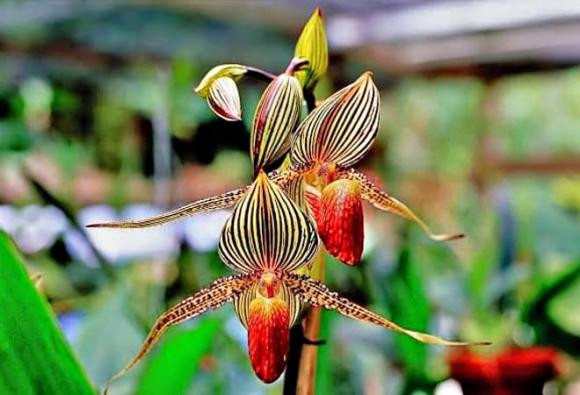 Bên cạnh mùi hương đặc biệt, lan Rothschild chỉ nở 15 năm một lần vào khoảng giữa tháng 4 và tháng 5. Giá một cây lan Gold of Kinabalu Orchid có thể lên tới 6.000 USD. Ảnh: Internet