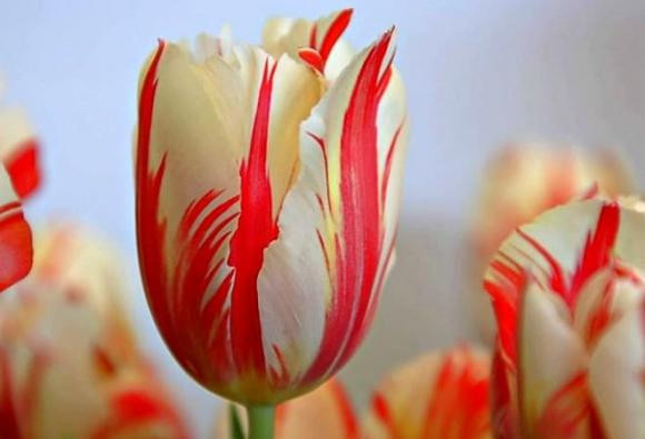 Do sự khan hiếm, một bó tulip thế kỷ 17 có thể lên tới 5.700 USD. Ảnh: Internet