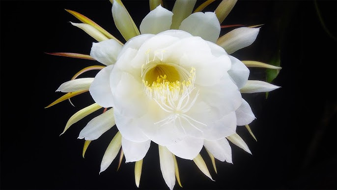 Không nhà vườn nào trên thế giới có thể trồng thành công loài hoa quý hiếm này, khiến việc chiêm ngưỡng hoa tươi Kadupul trở thành điều gần như không thể. Ảnh: Youtube