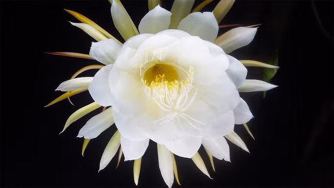 Không nhà vườn nào trên thế giới có thể trồng thành công loài hoa quý hiếm này, khiến việc chiêm ngưỡng hoa tươi Kadupul trở thành điều gần như không thể. Ảnh: Youtube