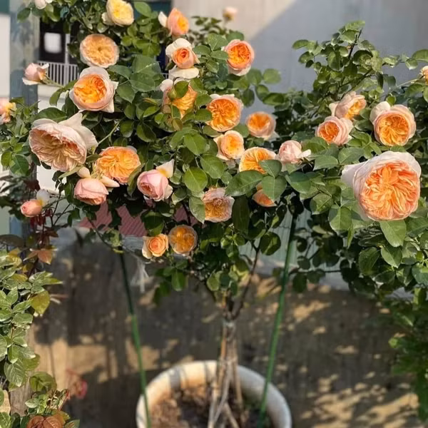 Nhà tạo giống David Austin phải mất 15 năm nghiên cứu và đầu tư tới 3 triệu bảng Anh để phát triển giống hoa hồng Juliet. Do vậy, hoa hồng Juliet còn được biết đến với tên gọi "Hoa hồng 3 triệu bảng" hay "hoa hồng triệu đô". Ảnh: Juliet