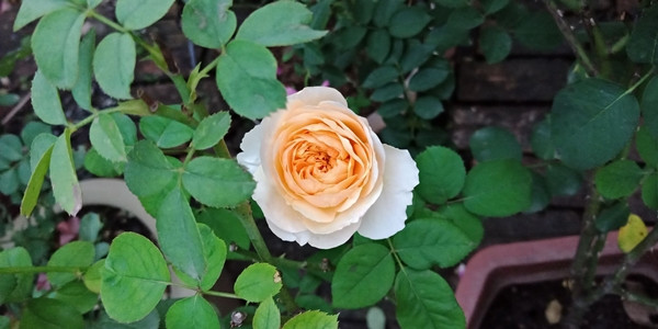 Hoa hồng Juliet chinh phục trái tim những người yêu hoa bởi vẻ đẹp rực rỡ, kết cấu cánh cầu kỳ và hoàn mỹ, màu sắc trang nhã cùng hương thơm nồng nàn. Ảnh: Xinh Garden