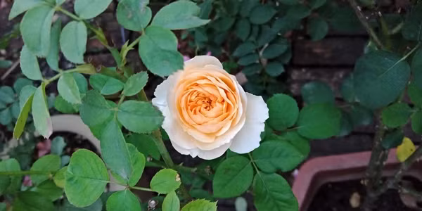 Hoa hồng Juliet chinh phục trái tim những người yêu hoa bởi vẻ đẹp rực rỡ, kết cấu cánh cầu kỳ và hoàn mỹ, màu sắc trang nhã cùng hương thơm nồng nàn. Ảnh: Xinh Garden