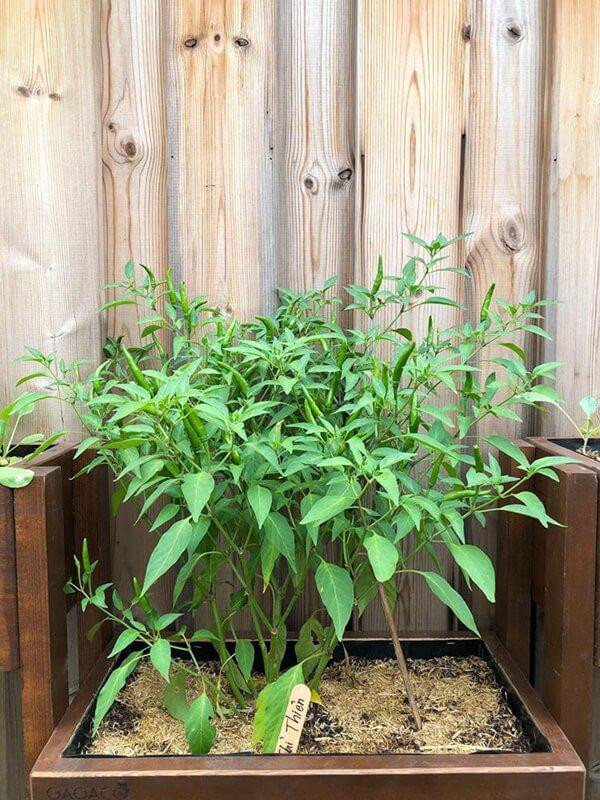 Ớt chỉ thiên cho nhiều trái. Ảnh: FB Tang Thanh Ha