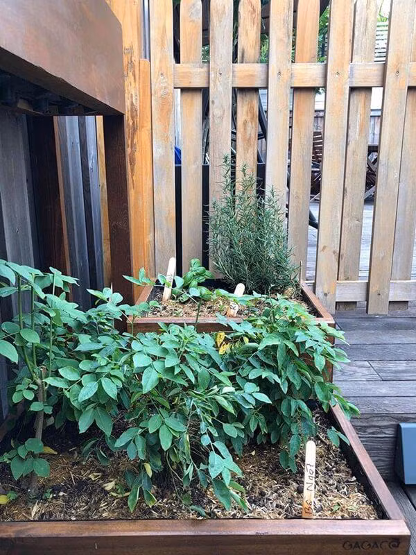 Rau ngót, xà lách, rau cải...đều tốt um, xanh non mơn mởn. Ảnh: FB Tang Thanh Ha