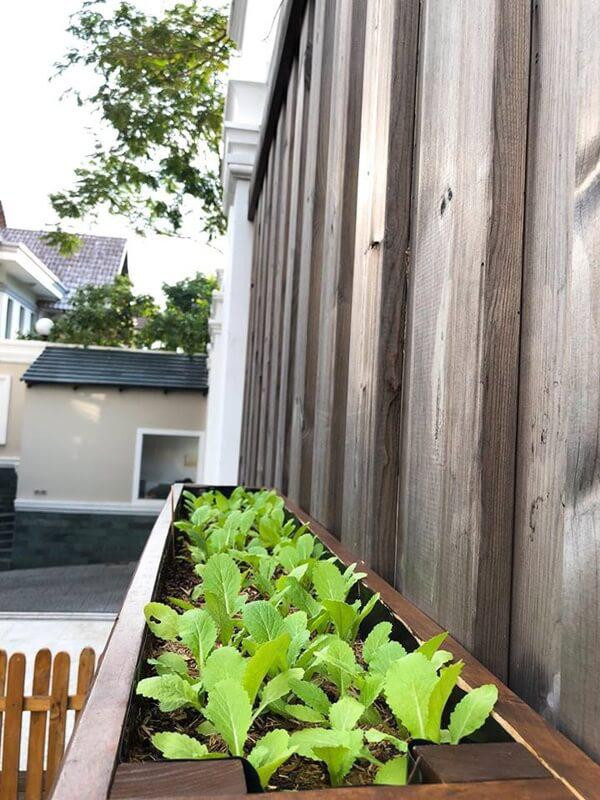 Không chỉ giúp không gian thêm xanh, vườn rau còn cung cấp thực phẩm sạch cho gia đình nữ diễn viên. Ảnh: FB Tang Thanh Ha