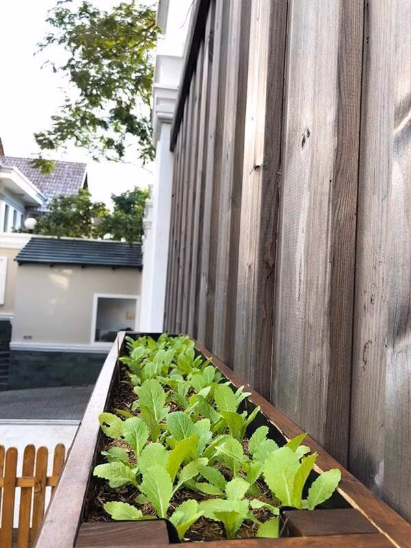 Không chỉ giúp không gian thêm xanh, vườn rau còn cung cấp thực phẩm sạch cho gia đình nữ diễn viên. Ảnh: FB Tang Thanh Ha