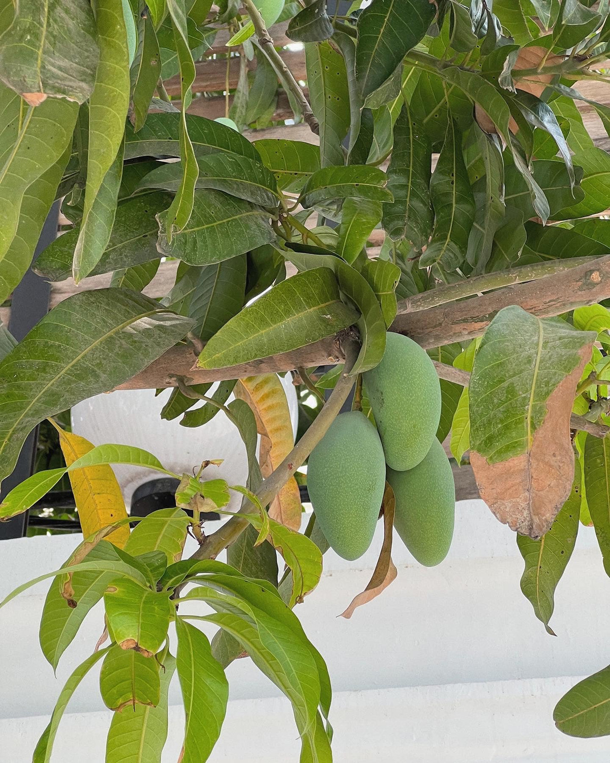 Không phải giống xoài ngoại quý hiếm hay cây cảnh đắt tiền, gốc xoài trĩu quả trong vườn mang dáng vẻ dân dã, gần gũi – một phần gợi nhớ ký ức tuổi thơ miền Nam. Ảnh: FB Tang Thanh Ha