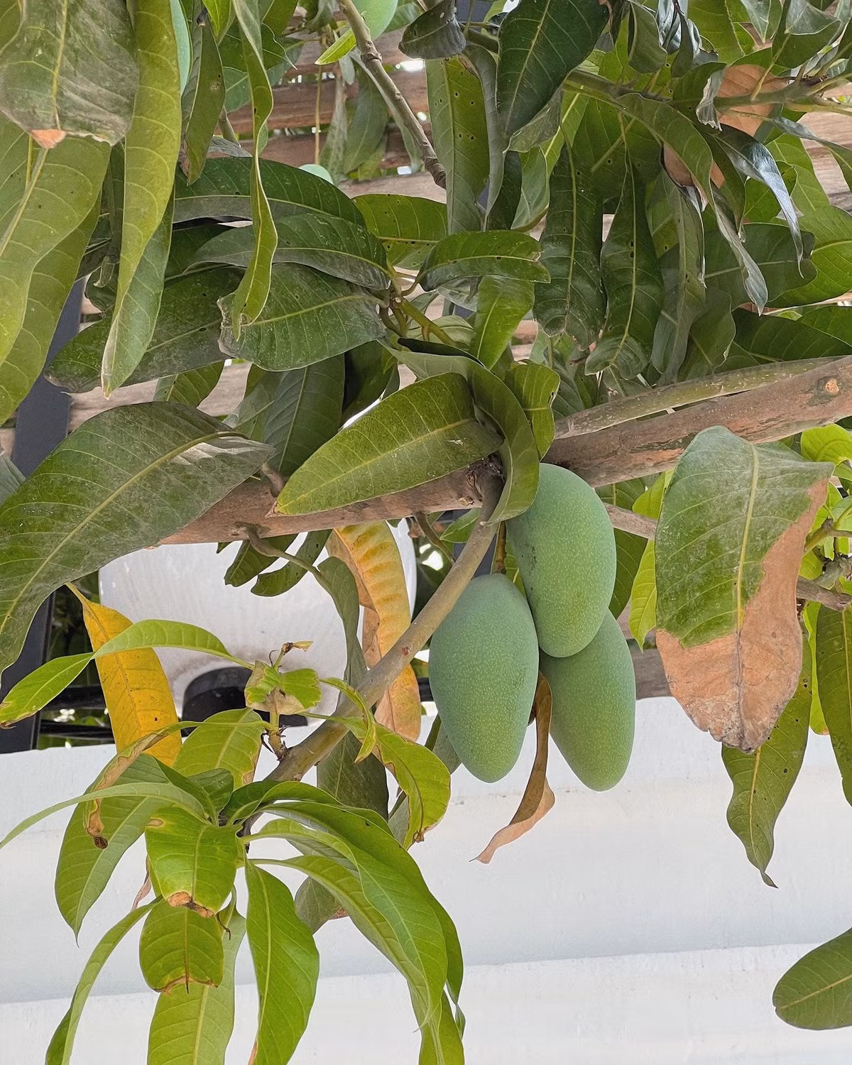 Không phải giống xoài ngoại quý hiếm hay cây cảnh đắt tiền, gốc xoài trĩu quả trong vườn mang dáng vẻ dân dã, gần gũi – một phần gợi nhớ ký ức tuổi thơ miền Nam. Ảnh: FB Tang Thanh Ha