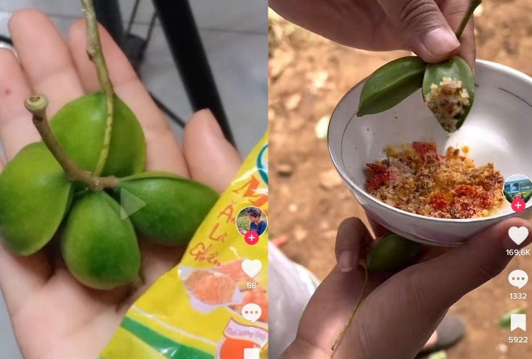 Cây bàng gắn với tuổi học trò, trồng nhiều tại sân trường và trên nhiều con đường từ vùng quê đến thành thị. Quả bàng màu xanh, khi chín chuyển sang màu vàng rồi rụng đầy đường. Bên trong hạt có lớp nhân trắng ngọt, bùi bùi. Ảnh: PhunuVietNam