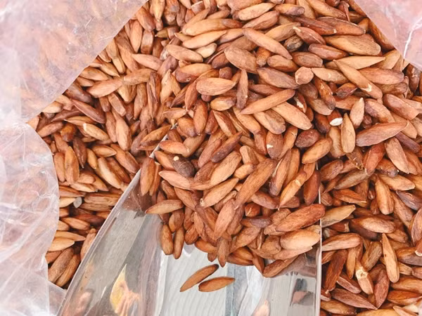 Ít ai nghĩ rằng món ăn của tuổi thơ giờ đây lại trở thành đặc sản hấp dẫn của vùng đất Côn Đảo, đó là mứt hạt bàng. Ảnh: Dân Việt