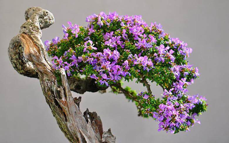 Nhờ hình dáng đẹp, dễ tạo thế bonsai, linh sam núi được các nhà vườn và giới chơi cây cảnh ưa chuộng. Ảnh: Internet