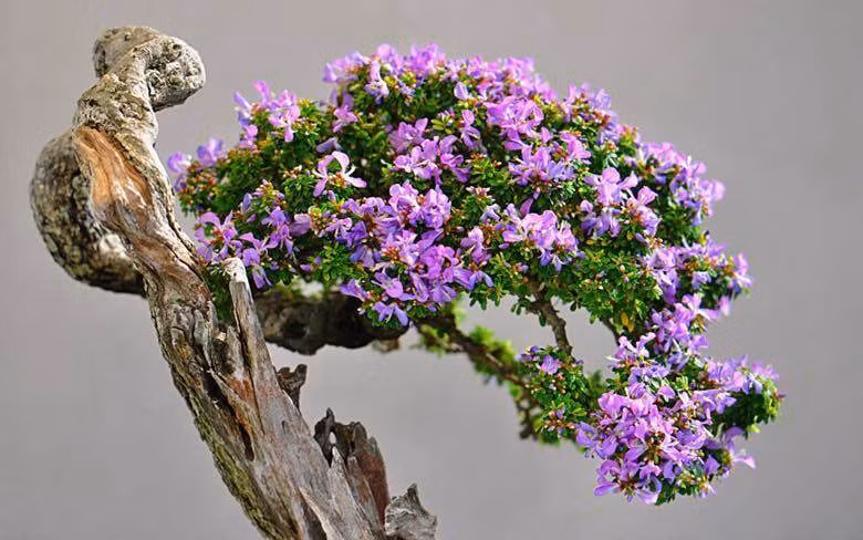 Nhờ hình dáng đẹp, dễ tạo thế bonsai, linh sam núi được các nhà vườn và giới chơi cây cảnh ưa chuộng. Ảnh: Internet