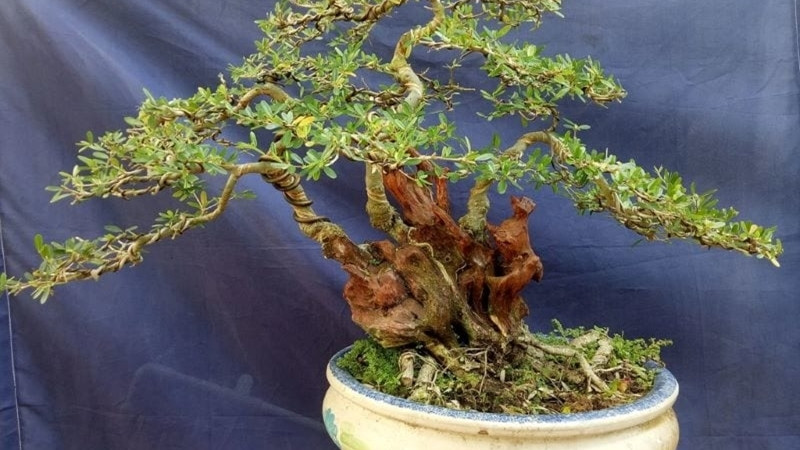 Cây linh sam núi cao trung bình từ 1 - 5 mét, mọc tự nhiên ở khu vực khe suối, thích nghi tốt với nhiều điều kiện môi trường khác nhau. Ảnh: Internet