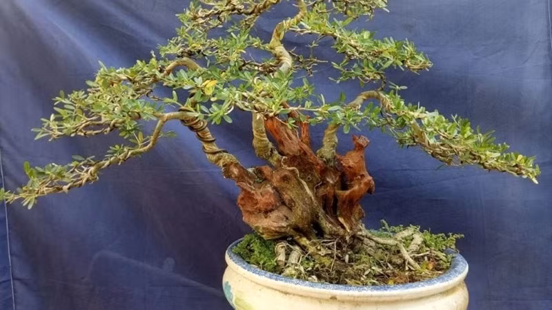 Cây linh sam núi cao trung bình từ 1 - 5 mét, mọc tự nhiên ở khu vực khe suối, thích nghi tốt với nhiều điều kiện môi trường khác nhau. Ảnh: Internet