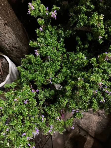 Điểm nổi bật của linh sam núi là tuổi thọ cao, có thể sống đến hàng trăm năm. Ảnh: Facebook