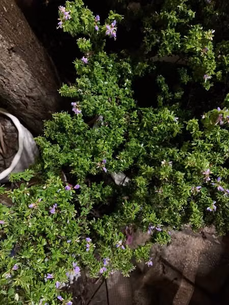 Điểm nổi bật của linh sam núi là tuổi thọ cao, có thể sống đến hàng trăm năm. Ảnh: Facebook