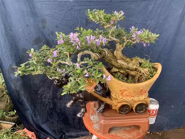 Lá cây linh sam nhỏ, hình trái xoan, đầu nhọn, mặt lá xanh bóng. Ảnh: CaycanhmienBac