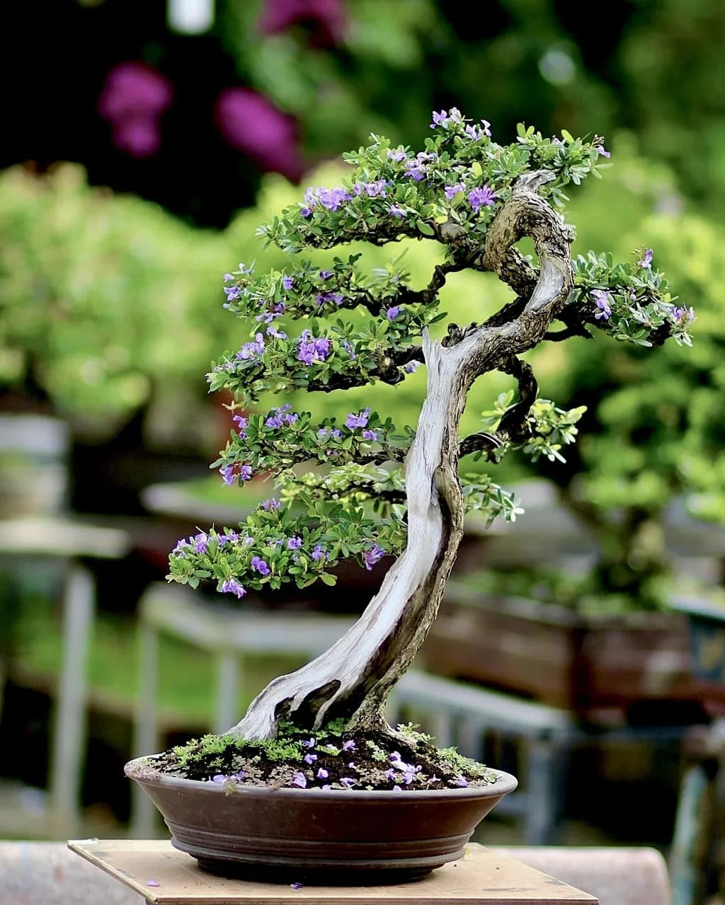 Trên thị trường, bonsai linh sam núi được bán với giá từ vài trăm nghìn đến vài triệu đồng/chậu, tùy theo dáng thế và kích thước. Ảnh: Facebook