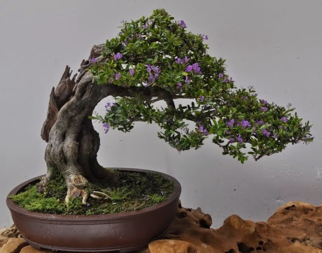 Mỗi cây linh sam bonsai thực sự hoàn chỉnh và có giá trị cao phải được nuôi dưỡng trong thời gian từ 3 - 10 năm. Ảnh: Internet