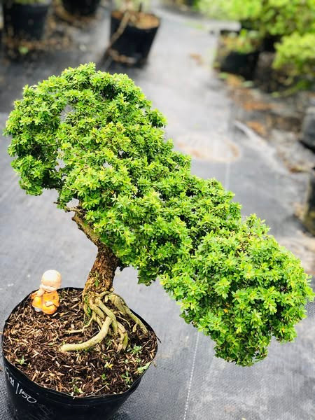  Linh sam núi thuộc dạng thân gỗ, bề mặt xù xì, cánh lá xoắn lại và nhăn nheo, tạo vẻ ngoài đặc trưng. Ảnh: Facebook