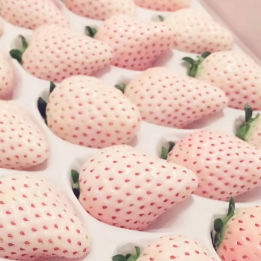  Dâu tây Bạch Tuyết (hay dâu tây trắng) là loại quả thuộc dòng quý hiếm và sang trọng, chỉ dành cho giới siêu giàu khi giá bán lên tới khoảng 10 USD/quả (tương đương hơn 200.000 đồng). Ảnh: The Linea Home