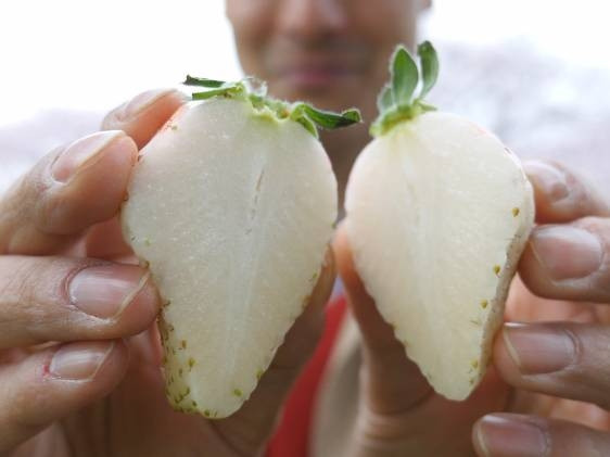 Quá trình nhân giống không hề đơn giản, đòi hỏi sự kiên nhẫn, tỉ mỉ và am hiểu sâu sắc về di truyền học. Ảnh: Tokyo Cheapo