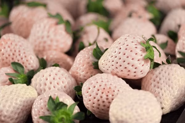 Số lượng hạn chế trong khi nhu cầu cao cũng là lý do đẩy giá dâu tây Bạch Tuyết lên cao. Ảnh: Ratopati