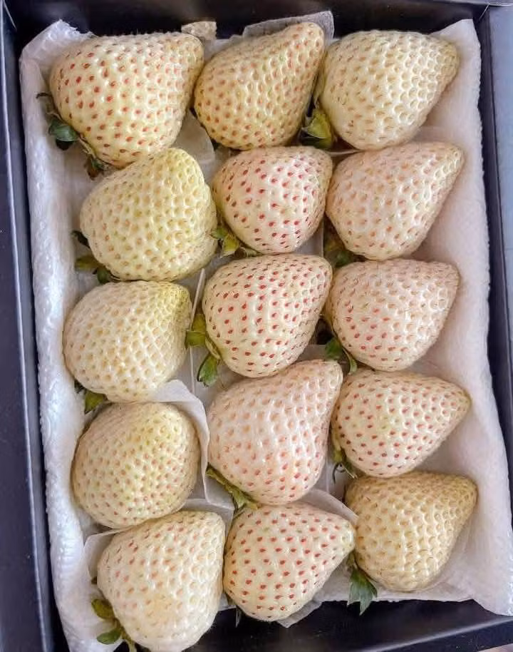 Vài năm trước, dâu tây Bạch Tuyết được các cửa hàng xách tay về Việt Nam có giá vài triệu đồng một kg. Ảnh: Facebook
