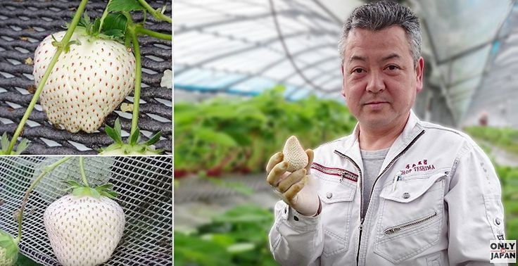 Dâu tây trắng được tạo ra bởi Yasuhito Teshima, người tập trung vào việc nhân giống dâu tây cho đến khi có thể tạo ra dâu tây trắng. Ảnh: Printest