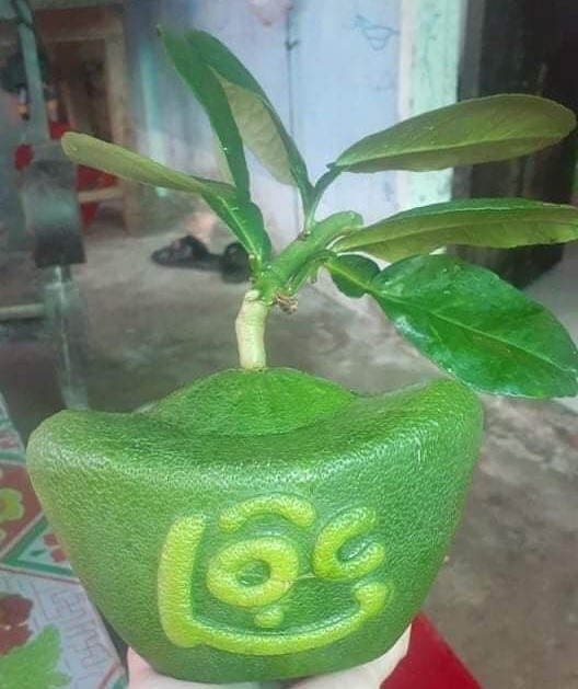 Bưởi thỏi vàng được làm từ giống bưởi năm roi, bưởi da xanh và được ép bằng khuôn thỏi vàng trong vài tháng. Ảnh: Facebook