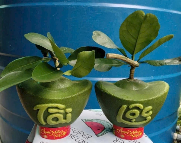 Ngoài bưởi mini thỏi vàng, những trái bưởi tạo hình thỏi vàng thông thường với trọng lượng lớn hơn, cũng khá hút khách. Ảnh: Facebook