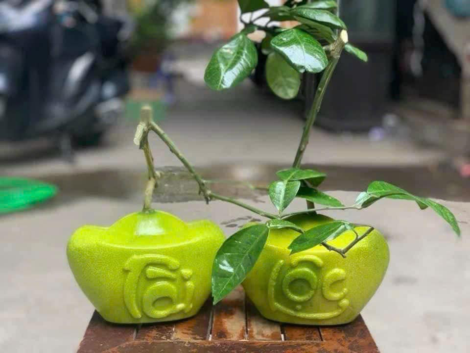 Để tạo ra những trái bưởi mini thỏi vàng, nhà vườn phải bắt đầu tạo hình từ khi bưởi mới đậu trái. Ảnh: FB Tô Lan Phương