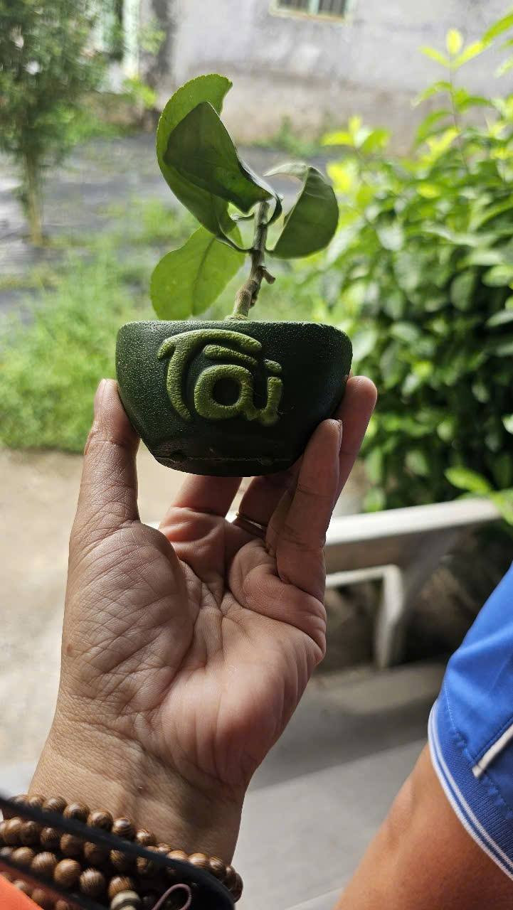 Những trái bưởi mini tạo hình thỏi vàng có kích thước chỉ khoảng 100 - 200g và được khắc chữ "Tài Lộc" trên vỏ. FB Tô Lan Phương