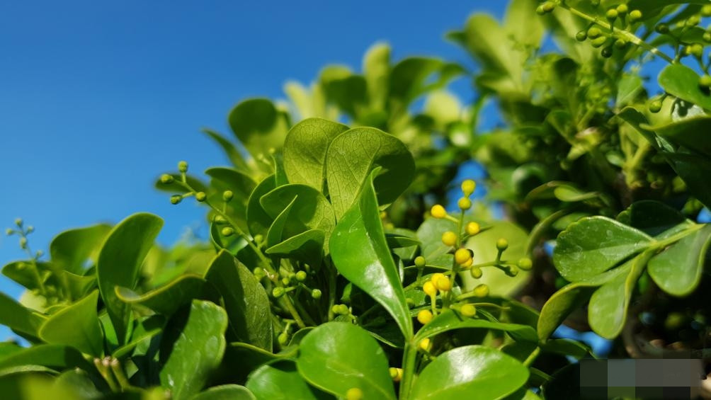 Không chỉ dáng thế đẹp, độc, lạ, cây ngâu bonsai còn thường xuyên cho ra hoa rất thơm. Ảnh: Báo giao thông