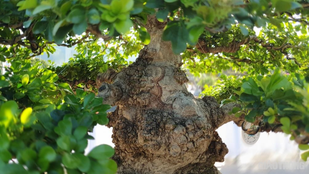 Đã có khách ngã giá hơn 1 tỷ đồng nhưng chủ vườn vì quá tâm huyết với cây cảnh nên nhất quyết không bán. Ảnh: Báo giao thông