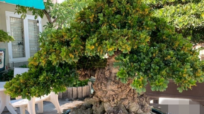 Cây ngâu bonsai cổ thụ có tuổi đời khoảng 150 năm, thế lùn lực (thấp, vững chắc), cao 50 cm, hoành đế 150 cm, hoành thân 90 cm. Ảnh: Báo giao thông