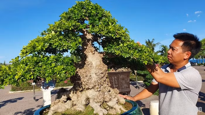 Xuất hiện trong một triển lãm cây cảnh ở Quy Nhơn năm 2019, một siêu phẩm ngâu bonsai thuộc hạng cực hiếm của chủ vườn Thành Dũng (Quy Nhơn) thu hút đông đảo người xem. Ảnh: Baoxaydung
