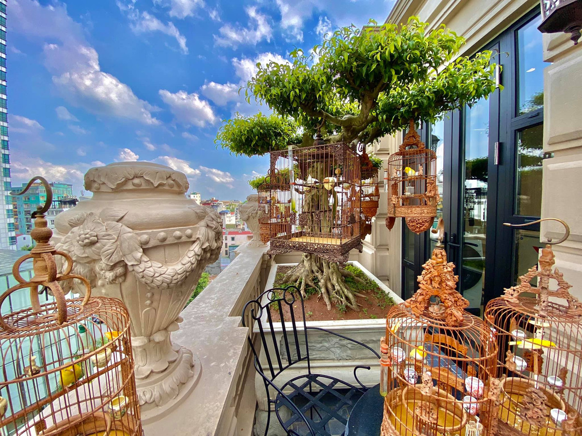 Bộ sưu tập chim cảnh của doanh nhân Chương Tailor trị giá lên tới 10 tỷ đồng, bao gồm các loài chim đột biến. Ảnh: FB Chương Tailor