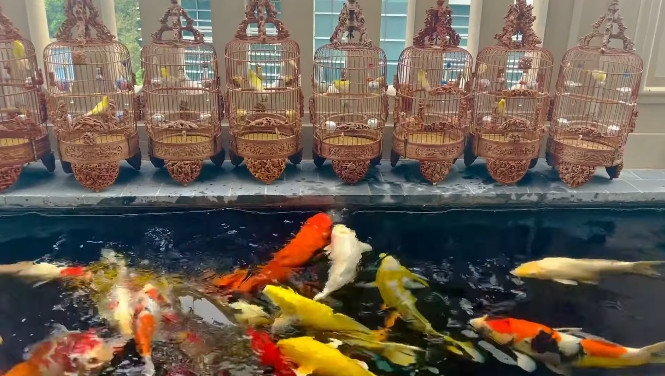 Những con cá Koi giá từ 1000 - 5000 USD (từ 23 triệu – khoảng 120 triệu đồng)/con, được anh tìm kiếm và đặt mua từ những hồ cá Koi uy tín nhất nhì Nhật Bản. Ảnh: FB Chương Tailor