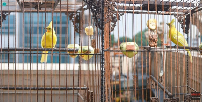 Anh Chương còn rành riêng một căn phòng rộng khoảng 100 mét vuông trong tòa nhà 10 tầng trên con phố đắt đỏ Hà Nội để làm không gian cho những chú chim bay lượn. Ảnh: FB Chương Tailor