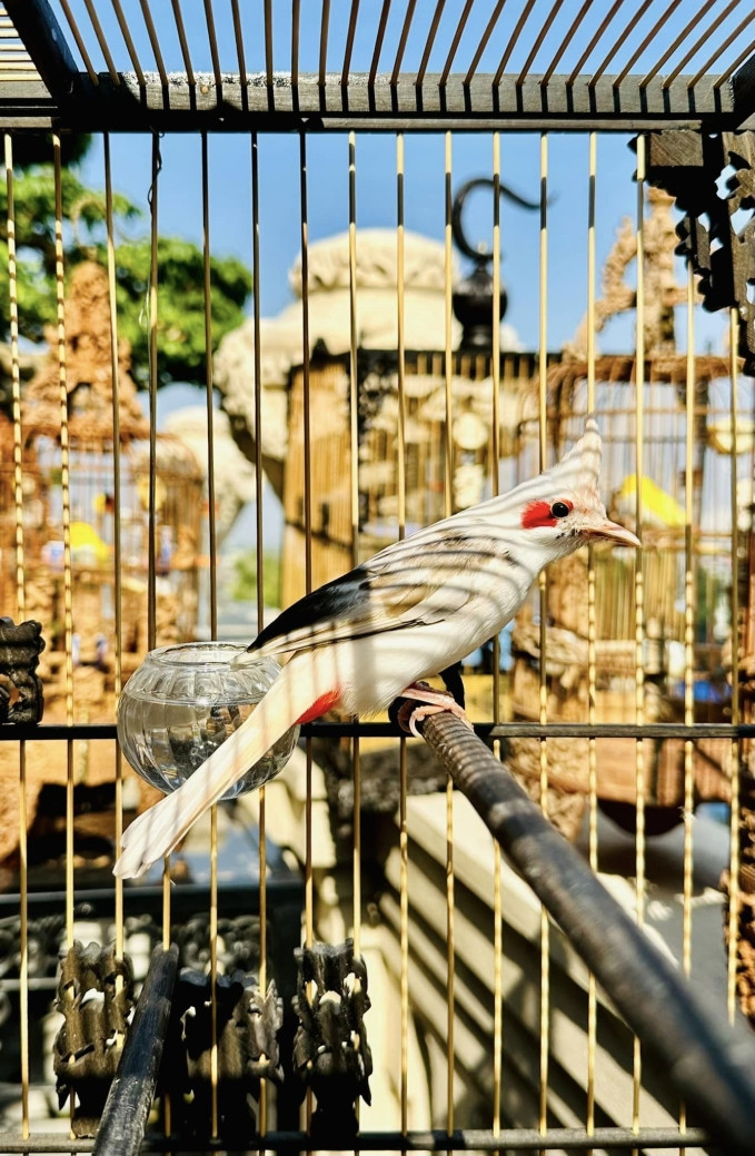 Trong bộ sưu tập chim cảnh có chú chim đã được vị đại gia nuôi suốt 16 năm qua, khi đỉnh cao nó có giá 500 triệu đồng. Nhưng anh Chương không buôn bán, chỉ nuôi chơi. Ảnh: FB Chương Tailor