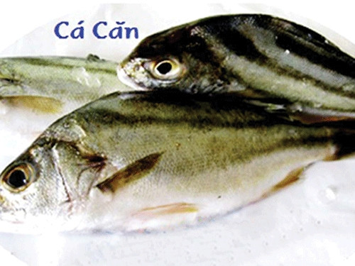 Quảng Ngãi có một loài cá nghe tên rất lạ tai, đó là cá căn (hay còn gọi cá căng, cá ong). Ảnh: Người lao động