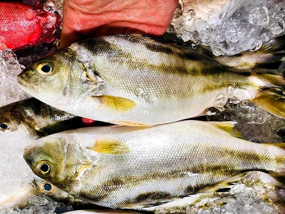 Trước đây, cá căn có nhiều, ngư dân đánh lưới mang về nấu nhiều món ngon, ăn không hết còn cho lợn gà ăn. Ảnh: Facebook