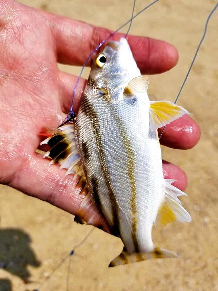 Cá căn có kích thước nhỏ, chỉ bằng vài ngón tay, dài khoảng 20 cm, con to nhất nặng gần nửa cân. Ảnh: Internet