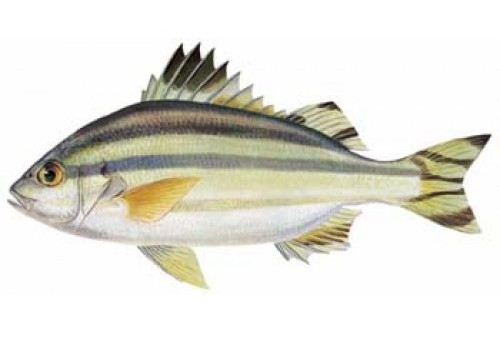 Cá căn sống trong môi trường nước ngọt và nước lợ, tập trung ở cửa sông, nơi nguồn nước sông giao hòa với biển và môi trường trong lành. Ảnh: Đặc sản nắng gió