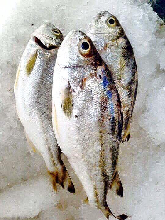 Nhưng hiện nay, cá căn ít dần, dù giá trên thị trường cao nhưng cũng không đủ hàng để bán. Ảnh: Facebook